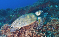 Portrait of a turtle. 